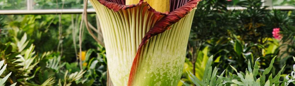 Corpse Flower Set To Bloom at Frederik Meijer Gardens & Sculpture Park