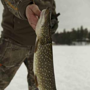 Musky Fishing in the Minocqua Area