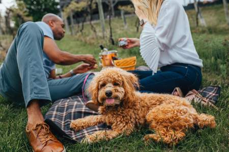 couple and dog on a picnic