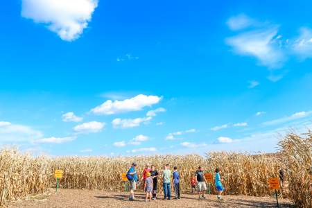 Temple Hall Corn Maze