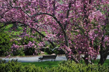 Pink-blossomed flowering tree in full spring bloom along a garden path at Morven Park in Loudoun County, Virginia, with a wooden bench visible in the background.