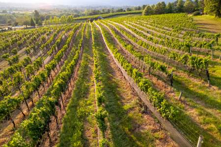 Aerial view of lush summer vineyard rows at Hillsborough Vineyards in Purcellville, Virginia
