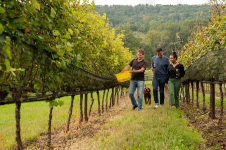 Vineyard Tour