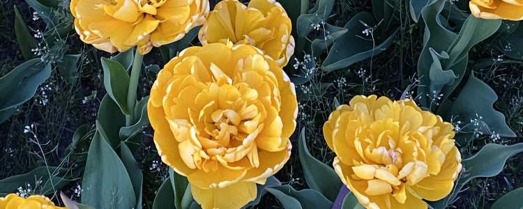 Yellow Pompette