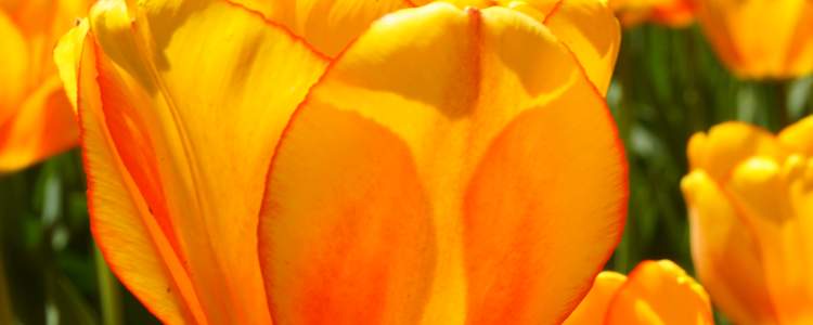 Orange Dream