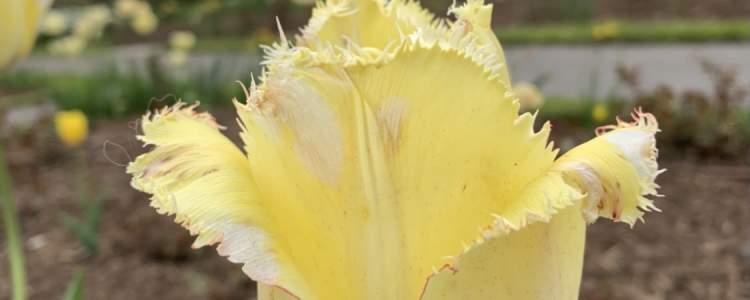 Fringed Elegance
