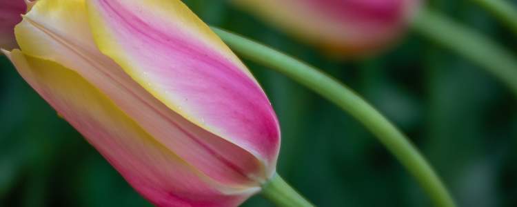 Blushing Lady