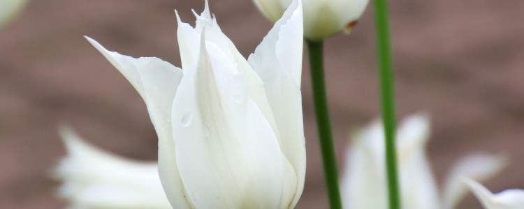 White Triumphator