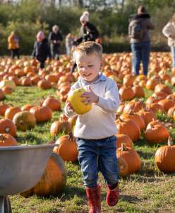 Smiling child picking pumpkins at Doddington Hall
