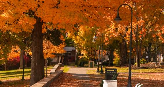 Bright orange and red leaves covering the trees in Shepard Park