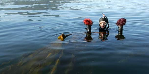 A snorkler holding up sea urchins