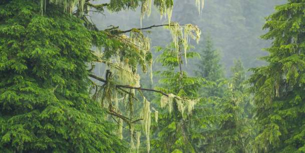 Old Man's Beard 2025