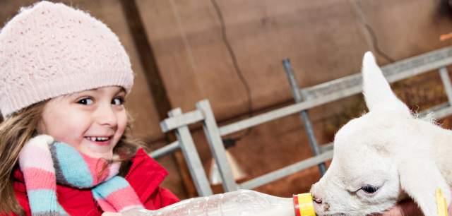 National Forest Adventure Farm girl bottle feeds lamb