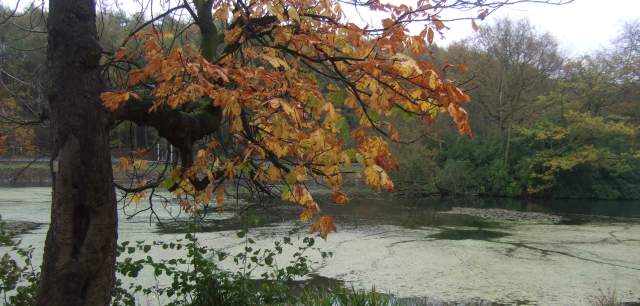 autumn tree and lake