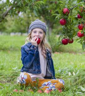 Apple Picking Season 2023