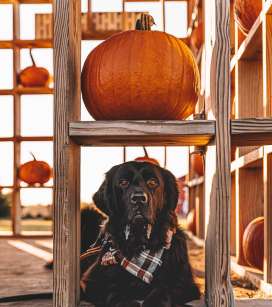 Dog Pumpkin