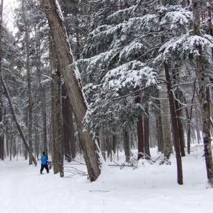 Hartwick Pines State Park