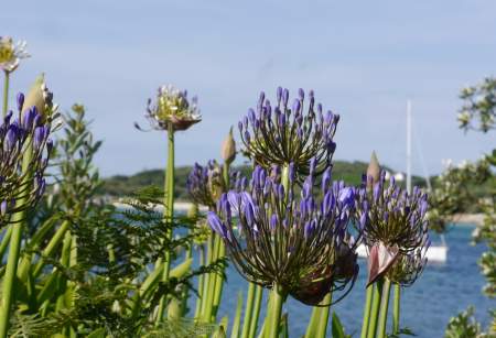 An Island Garden