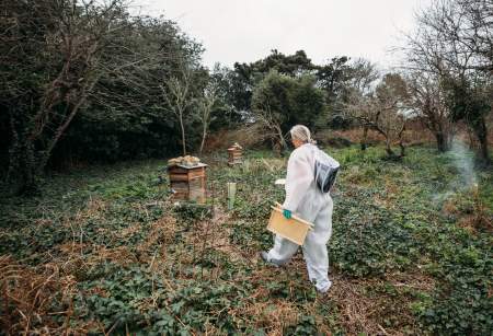Liquid gold: the Story of Scilly Honey