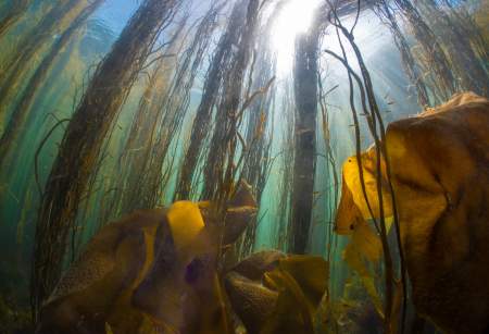 Beneath the Waves
