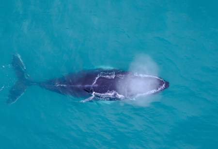 A Whale of An Adventure!