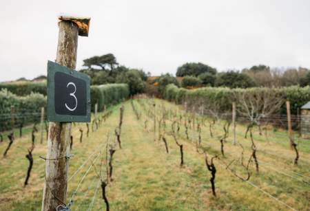 The Accidental Winemakers of the Isles of Scilly