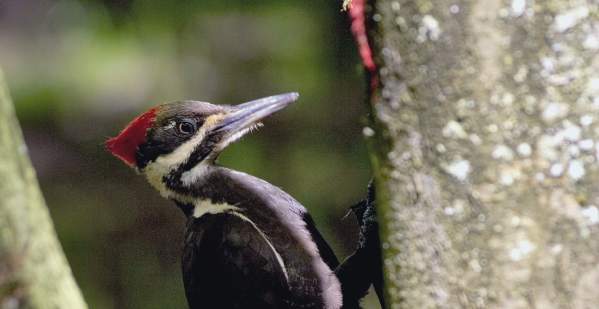 Woodpecker at Dorris Ranch by Willamalane