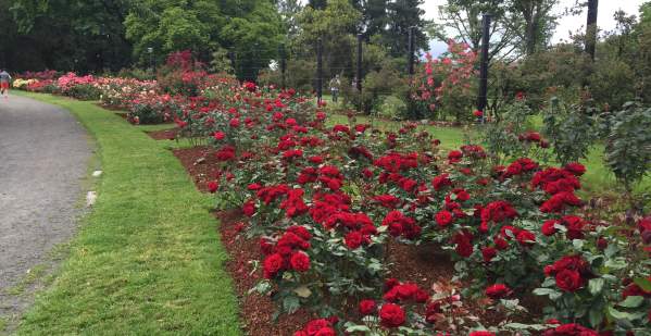 Owen Rose Garden
