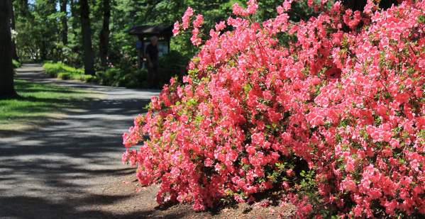 Hendricks Park Rhododendrons in Bloom by Stephen Hoshaw