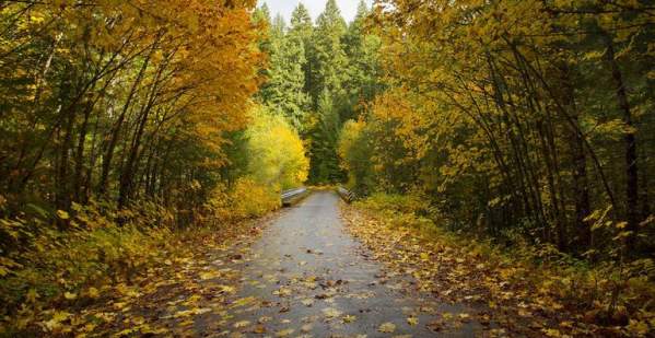 A road disappears into the woods, with colorful leaves on either side and a patch of blue sky above.