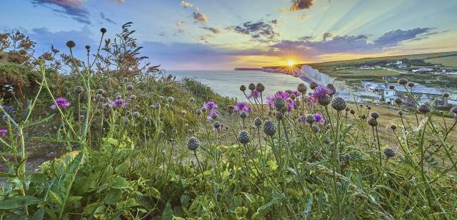 A bright image of a chalk cliff in the background with a rolling green hill with wildflowers