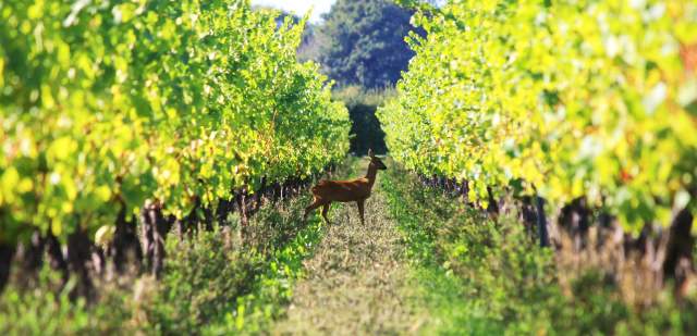 A deer standing in between rows of vines at Tinwood, Sussex