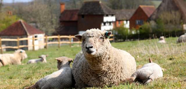 Sheep with lambs in the fields at the Weald and Downland museum in Sussex