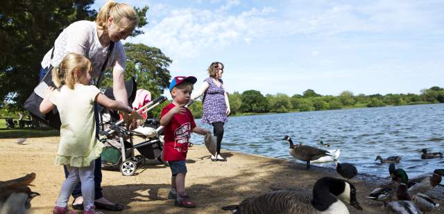 a family feeding the ducks