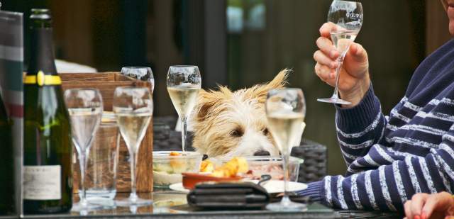 Table of wine and food with Dog in the background at Tinwood, Sussex