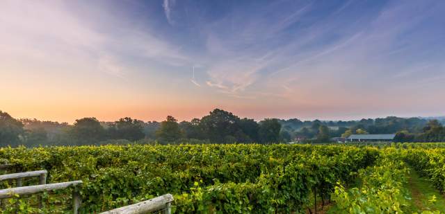 Rows of vines at sunset in Bolney, Sussex