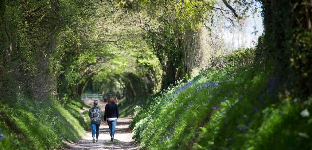 Two people walking through a tunnel of trees in Halnaker, Sussex