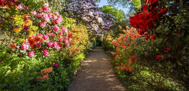 A walkway of brightly coloured shrubs at Leonardslee Gardens, Sussex