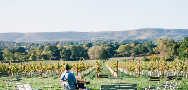 Person sitting looking at rows of vines in the Autumn at Artelium vineyard