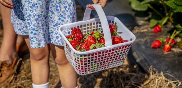 Girl holding basket filled with strawberries