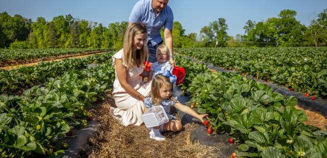 Family picking strawberries at Patterson Farm