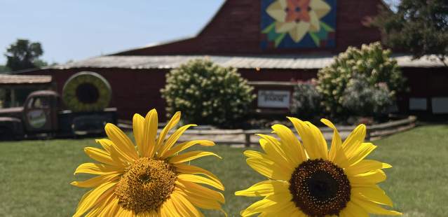 Sunflower Festival at Patterson