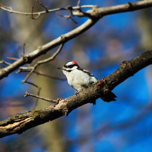 Black, white, and red Downy Woodpecker perched in a tree branch