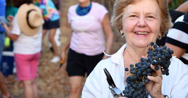 Picking grapes