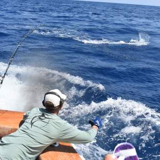 marlin-fishing-offshore-twat