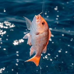 A red snapper hanging from a fishing line against a background of blue ocean water.