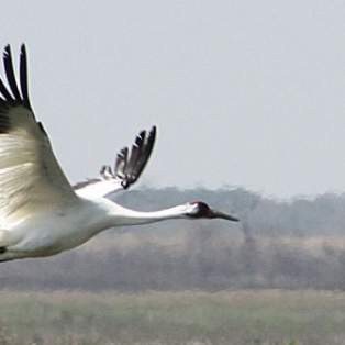 Birds in flight