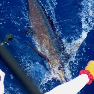 A fisherman reels in a large marlin from the back of a boat in the deep blue ocean.