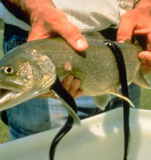 Live Sea Lamprey