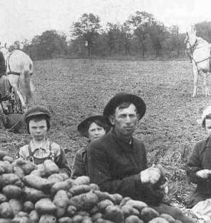 Historical Hoover potato digger